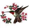 Bird humming bird